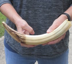 14-inch Semi-Curved Hippo Tusk - $200 (CITES #300162) 