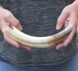 9-inch Semi-Curved Hippo Tusk - $110 (CITES #300162) 