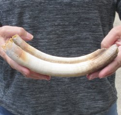 10-inch Semi-Curved Hippo Tusk - $130 (CITES #300162) 