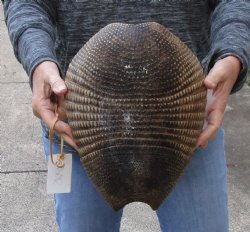 Armadillo shell cured in Borax for $40