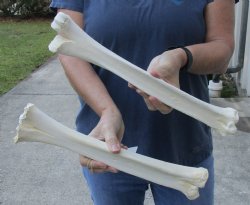 2 pc B- Grade Real Camel leg Bones 15 inches - $24