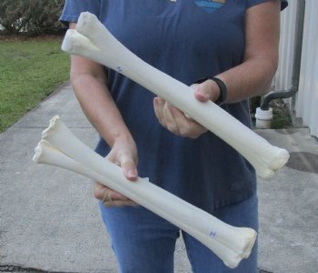 2 pc B- Grade Real Camel leg Bones 15 inches - $24