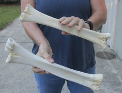 2 pc B- Grade Real Camel leg Bones 13 and 15 inches - $24