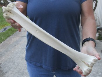 Camel leg bone for sale 16 inches - $22