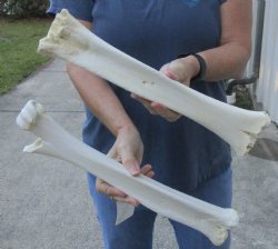 2 pc B- Grade Real Camel leg Bones 14 and 16 inches - $24