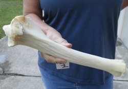 14 inch Water Buffalo tibia leg bone - $20