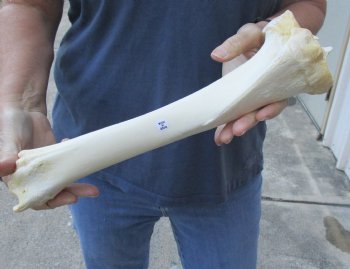 14 inch Water Buffalo tibia leg bone - $20