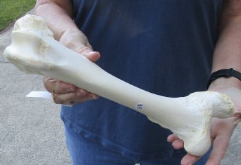 14 inch Water Buffalo femur leg bone - $20
