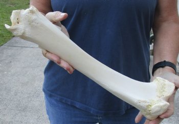 16 inch Water Buffalo tibia leg bone - $20
