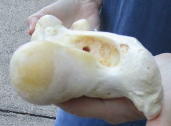 13 inch Water Buffalo femur leg bone - $20