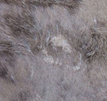 Black wildebeest skin rug, 56 X 43 for $125