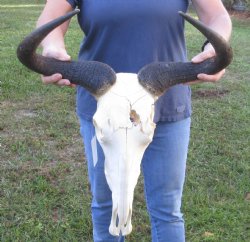 C-Grade 17 inch Blue Wildebeest Skull & 20 inch horns - $65