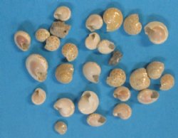 Wholesale White Umboniums shells for seashell crafts 1/8" to 1/2" - 20 kilos @ $2.00 a kilo 