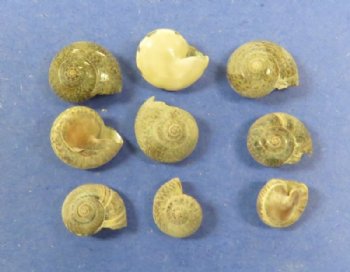 Wholesale Black Umboniums shells for seashell crafts 1/4" to 1/2" -  2 kilos @ $2.00 kilo  