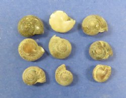 Wholesale Black Umboniums shells for seashell crafts, button top shells 1/4" to 1/2" - 20 kilos @ $1.50 kilo (44 pounds)