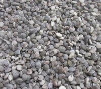 Wholesale Black Umboniums shells for seashell crafts, button top shells 1/4" to 1/2" - 20 kilos @ $1.50 kilo (44 pounds)