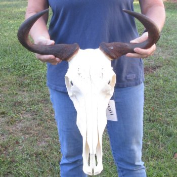 16 inch Blue Wildebeest Skull & 18 inch horns - $80