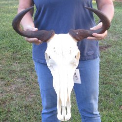 16 inch Blue Wildebeest Skull & 18 inch horns - $105