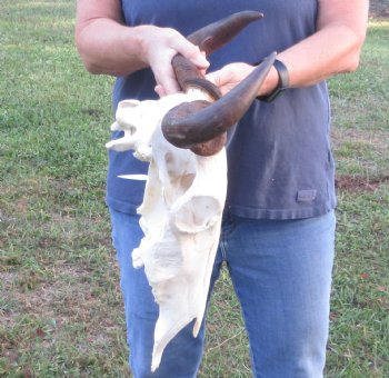 16 inch Blue Wildebeest Skull & 18 inch horns - $80