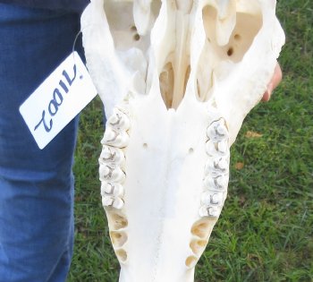 16 inch Blue Wildebeest Skull & 17 inch horns - $110