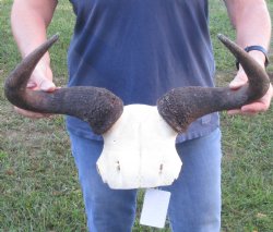 Blue Wildebeest Skull Plate and horns 18 inches wide - $50