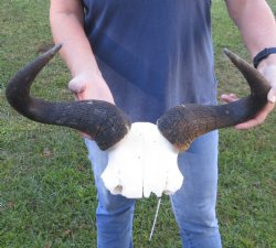 Blue Wildebeest Skull Plate and horns 19 inches wide - $50