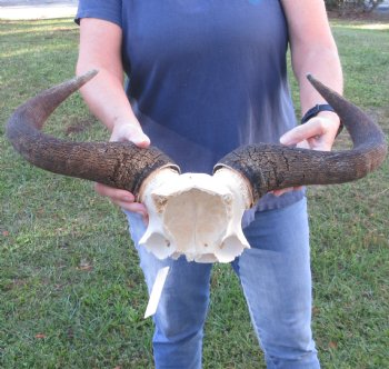 Blue Wildebeest Skull Plate and horns 19 inches wide - $38