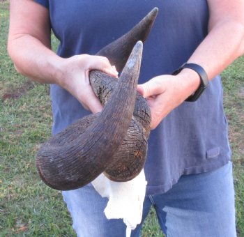 Blue Wildebeest Skull Plate and horns 19 inches wide - $27