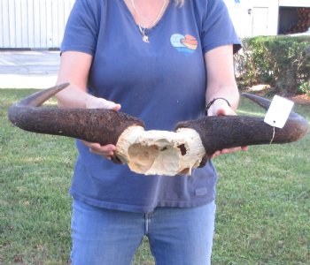 Blue Wildebeest Skull Plate and horns 26 inches wide - $60