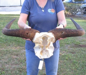 Blue Wildebeest Skull Plate and horns 28 inches wide - $45