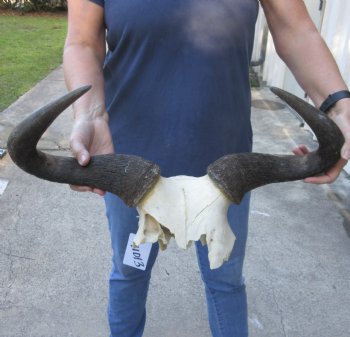 B-Grade Blue Wildebeest Skull Plate and horns 21 inches wide - $28