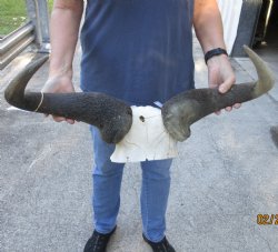 B-Grade Blue Wildebeest Skull Plate and horns 26 inches wide - $35