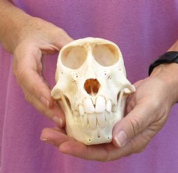Sub Adult Chacma Baboon Skull (CITES 084969) $150