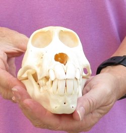Sub Adult Chacma Baboon Skull (CITES 084969) $150