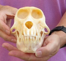 Female 7" Chacma Baboon Skull (CITES 084969) $185