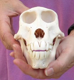 A-Grade Female Chacma Baboon Skull (CITES 084969) $190