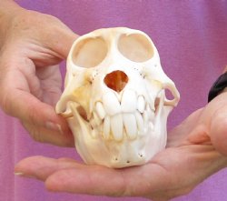 A-Grade Juvenile Chacma Baboon Skull (CITES 084969) $130
