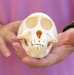 A-Grade Juvenile Chacma Baboon Skull (CITES 084969) $130