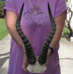 Male Blesbok Skull Plate with 16 inch Horns $38