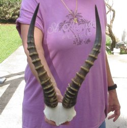 Male Blesbok Skull Plate with 16 inch Horns $38