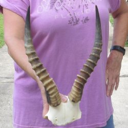 Male Blesbok Skull Plate with 14 inch Horns $38