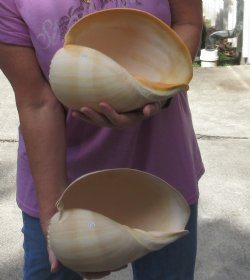 2 pc lot of 10 inch Philippine crowned baler melon shell - $25