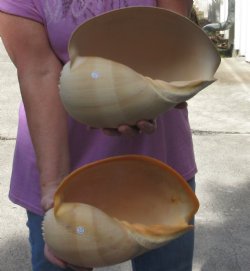 2 pc lot of 10 inch Philippine crowned baler melon shell - $25