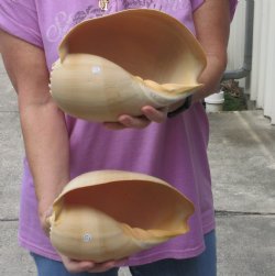 2 pc lot of 9 inch Philippine crowned baler melon shell - $20
