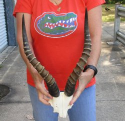 Male Blesbok Skull Plate with 16 inch Horns $32
