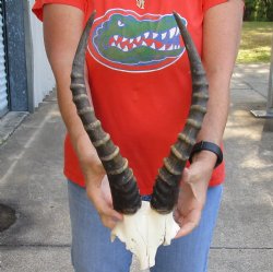 Male Blesbok Skull Plate with 16 inch Horns $28