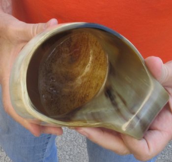 Polished Ox Horn Mug, Cow Horn Mug with wood base 7-1/2 inches. For sale for $32