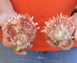 2 Spiny Oyster pairs (Spondylus princeps) -  $39