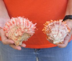 2 Spiny Oyster pairs (Spondylus princeps) -  $39