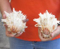 2 Spiny Oyster pairs (Spondylus Leucacanthus)  - $36